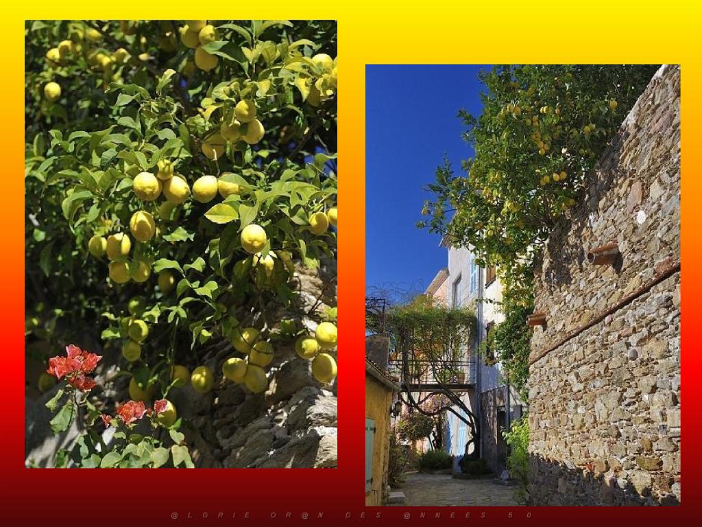 183 D25 BORMES LES MIMOSAS 3_000029.jpg